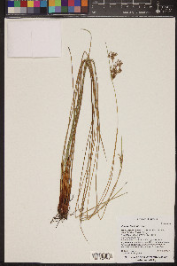 Juncus laccatus image