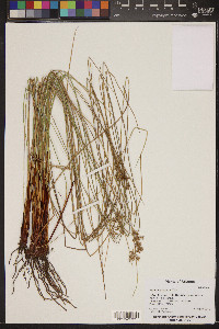 Juncus laccatus image