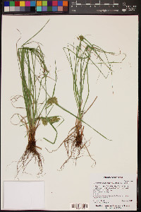 Cyperus pallidicolor image