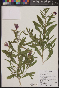 Oenothera pallida image