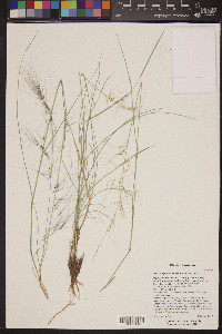 Aristida purpurea var. purpurea image