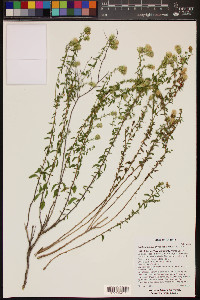 Brickellia microphylla var. scabra image