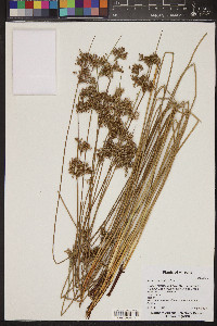 Juncus laccatus image