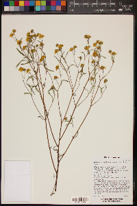 Heliomeris longifolia image