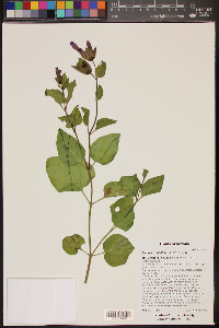 Mirabilis multiflora image