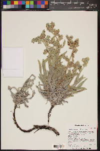 Oreocarya suffruticosa image