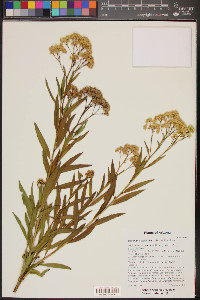 Baccharis salicifolia image