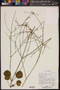 Anulocaulis leiosolenus image