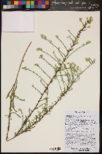 Symphyotrichum ericoides image