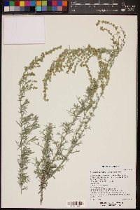 Artemisia carruthii image