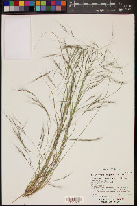 Aristida ternipes image