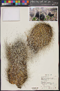 Opuntia polyacantha image