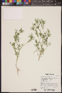 Dyssodia papposa image