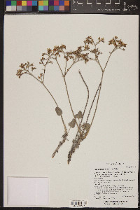 Eriogonum jonesii image