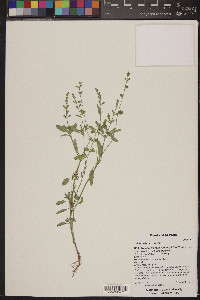 Salvia reflexa image