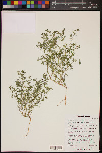 Euphorbia serpillifolia image