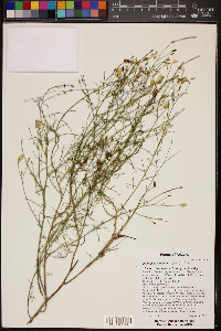 Ipomopsis longiflora image