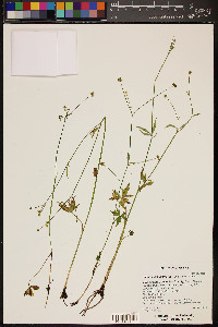 Ranunculus uncinatus image