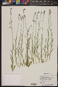 Lobelia anatina image
