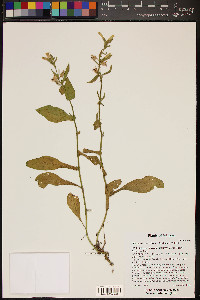 Nicotiana obtusifolia image