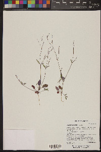 Boerhavia wrightii image