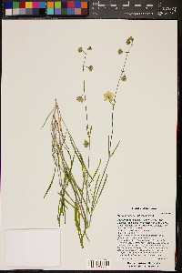 Mirabilis linearis image