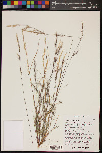 Aristida adscensionis image