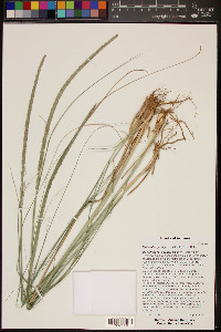 Muhlenbergia rigens image