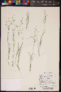 Eragrostis mexicana image