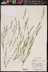 Aristida adscensionis image