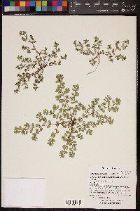 Chamaesyce serrula image