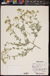 Parthenium incanum image