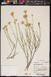 Ericameria nauseosa var. juncea image