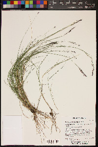 Muhlenbergia pauciflora image