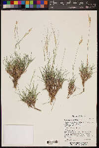 Scleropogon brevifolius image