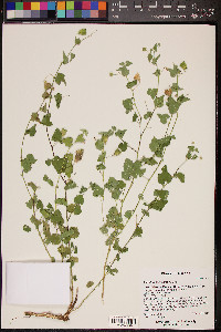 Abutilon parvulum image