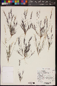 Aristida adscensionis image