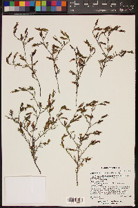 Cordylanthus parviflorus image