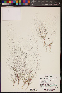 Muhlenbergia fragilis image