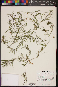 Mirabilis linearis image