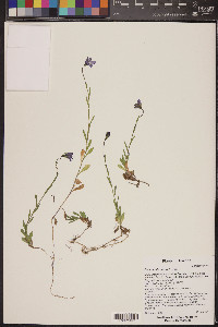 Campanula parryi image