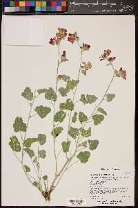 Sphaeralcea parvifolia image