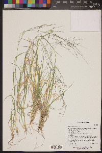 Panicum hallii image