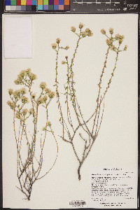 Brickellia microphylla var. scabra image