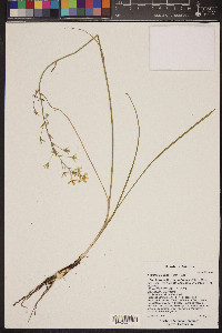 Anticlea elegans image