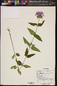 Monarda fistulosa var. menthifolia image