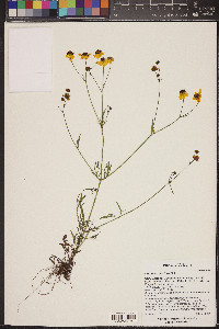 Coreopsis tinctoria image