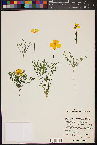 Eschscholzia californica image