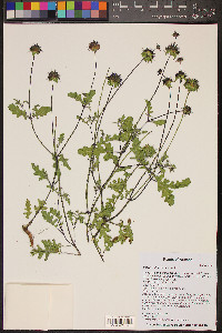 Salvia columbariae image