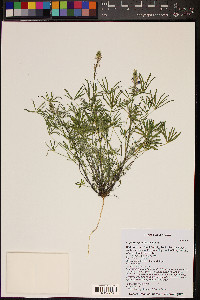 Lupinus sparsiflorus image